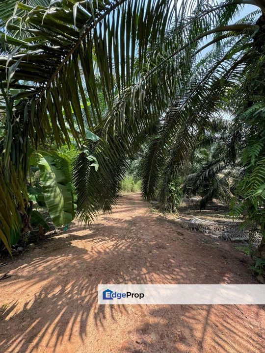 Jalan Bindu-Agricultural Land, Johor, Batu Pahat