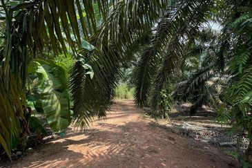 Jalan Bindu-Agricultural Land