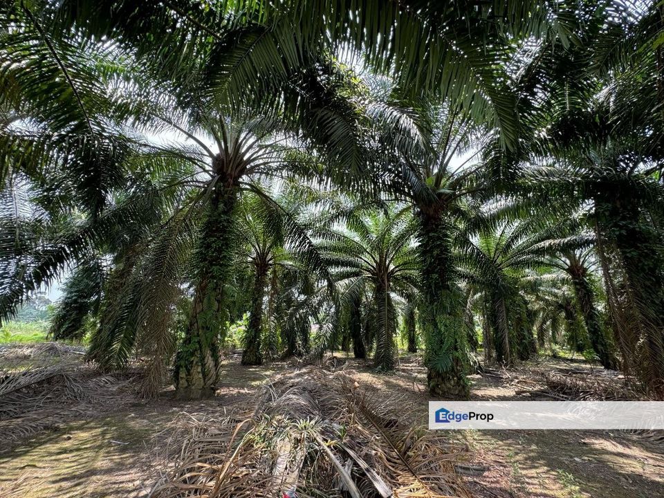 Jalan Bindu-Agricultural Land, Johor, Batu Pahat