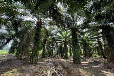 Jalan Bindu-Agricultural Land