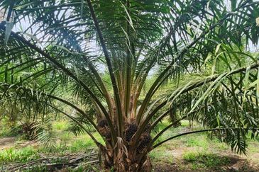 Parit Semarang Agricultural Land 