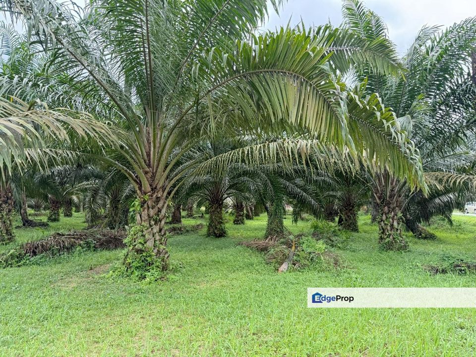 Jalan Bindu Agricultural Land , Johor, Batu Pahat