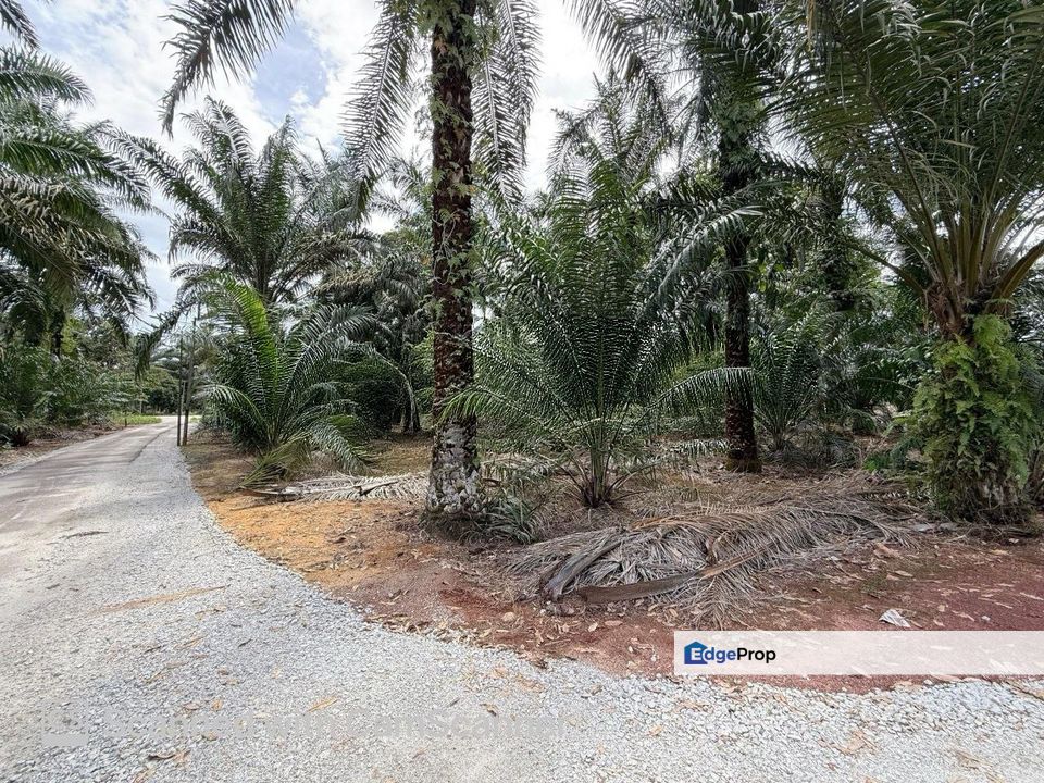 Jalan Bindu Agricultural Land , Johor, Batu Pahat