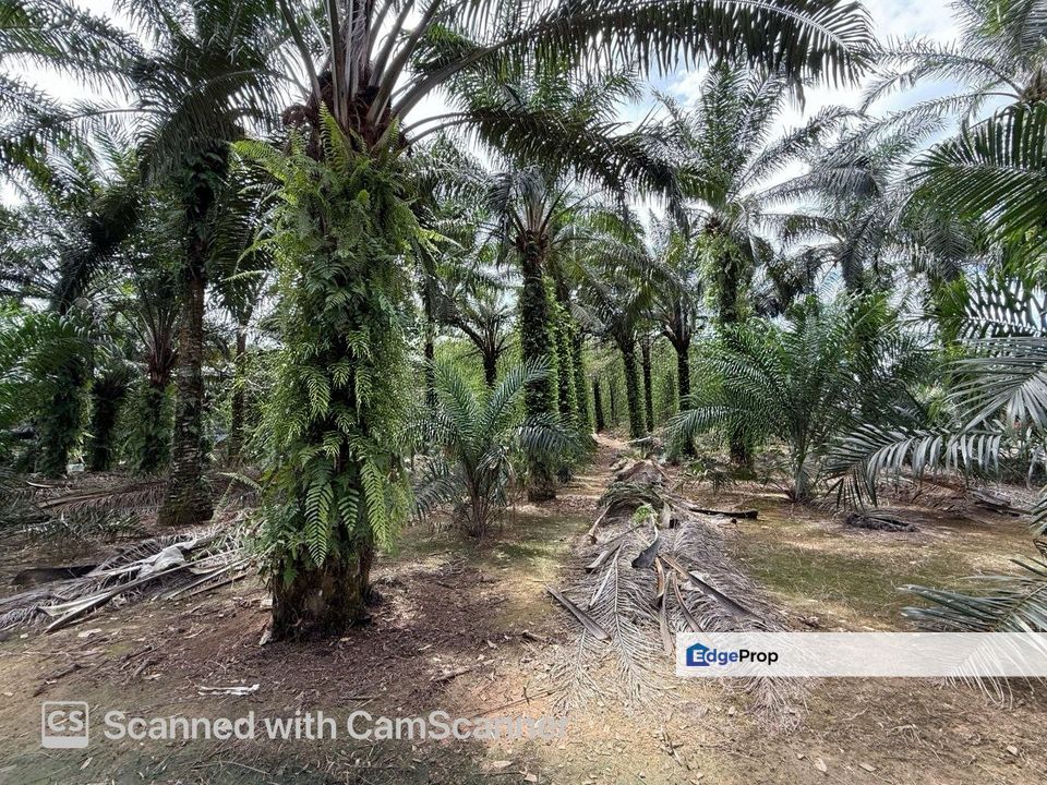 Jalan Bindu Agricultural Land , Johor, Batu Pahat