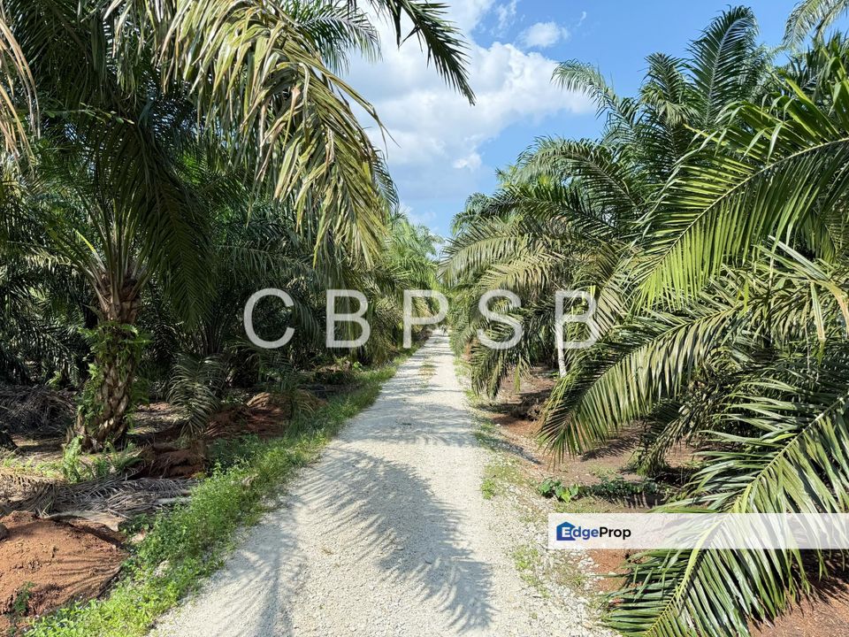 Parit Puasa Agricultural Land, Johor, Batu Pahat