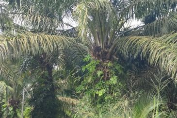 Taman Harmoni, Parit Sulong