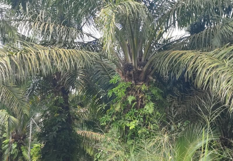 Taman Harmoni, Parit Sulong