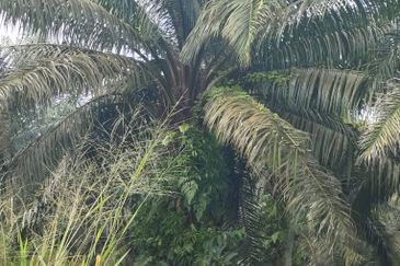 Taman Harmoni, Parit Sulong