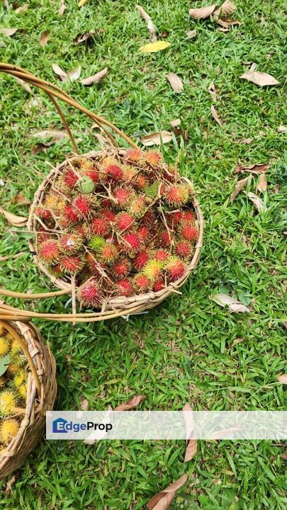 Machang Hilir | Lenggeng, Negeri Sembilan | Tanah Pertanian, Freehold, Rezab Melayu | Dusun Durian & Buah-buahan Matang!, Negeri Sembilan, Seremban
