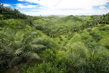 🌴 Kuching Prime Oil Palm Plantation + High-Capacity Mill