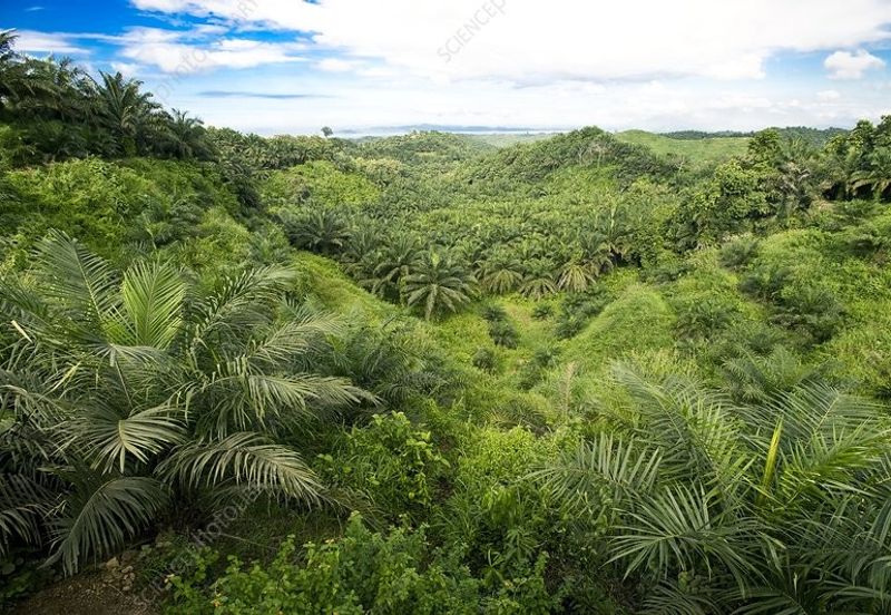 🌴 Kuching Prime Oil Palm Plantation + High-Capacity Mill