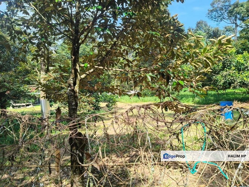 TANAH DUSUN DURIAN UNTUK DILEPASKAN – MUKIM LENGGENG, NS, Negeri Sembilan, Lenggeng