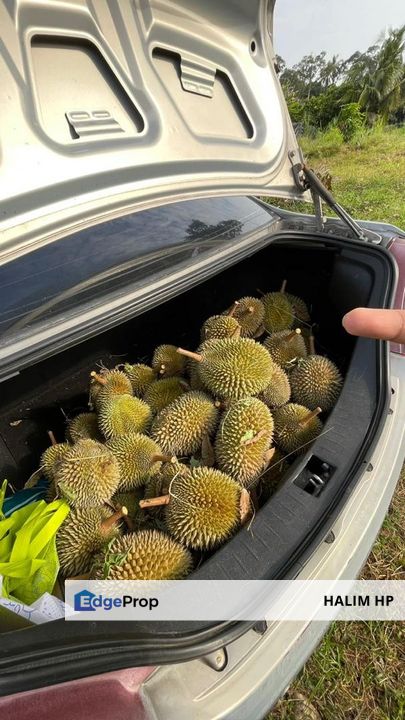 Tanah Pertanian Tepi Jalan Harga Murah, Negeri Sembilan, Lenggeng