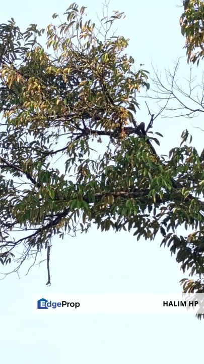 Tanah Pertanian Tepi Jalan Harga Murah, Negeri Sembilan, Lenggeng