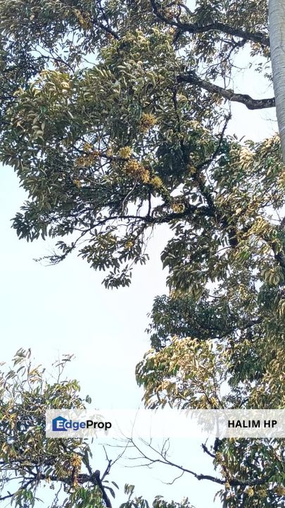 Tanah Pertanian Tepi Jalan Harga Murah, Negeri Sembilan, Lenggeng