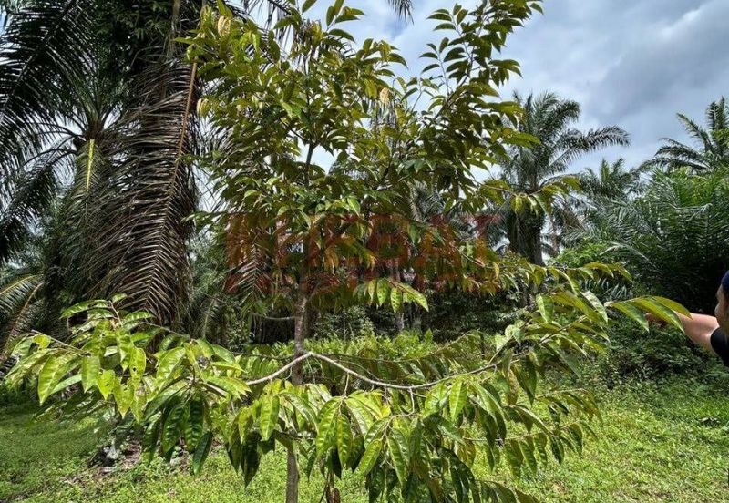 Tanah Kebun sawit ada hasil Mengkarak Bera utk Jual
