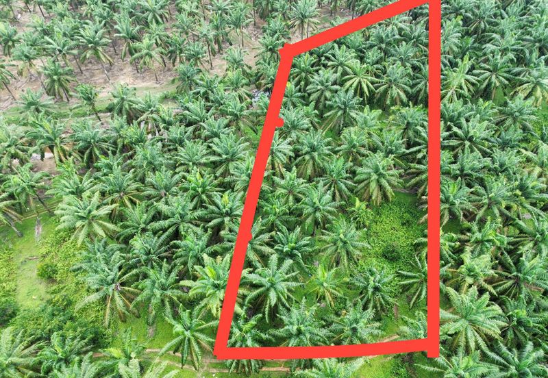 Tanah Kebun sawit ada hasil Mengkarak Bera utk Jual