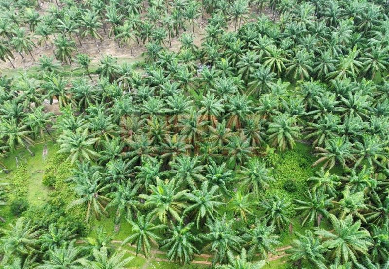 Tanah Kebun sawit ada hasil Mengkarak Bera utk Jual