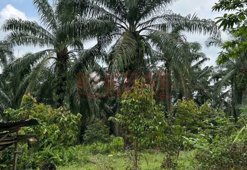 Tanah Kebun sawit ada hasil Mengkarak Bera utk Jual