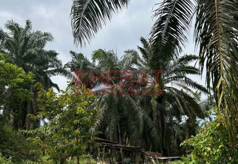 Tanah Kebun sawit ada hasil Mengkarak Bera utk Jual