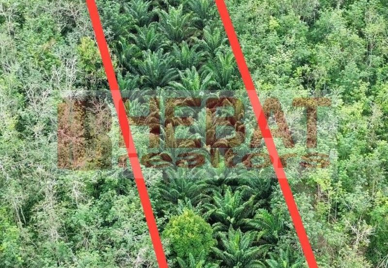 Tanah sawit murah seberang temerloh