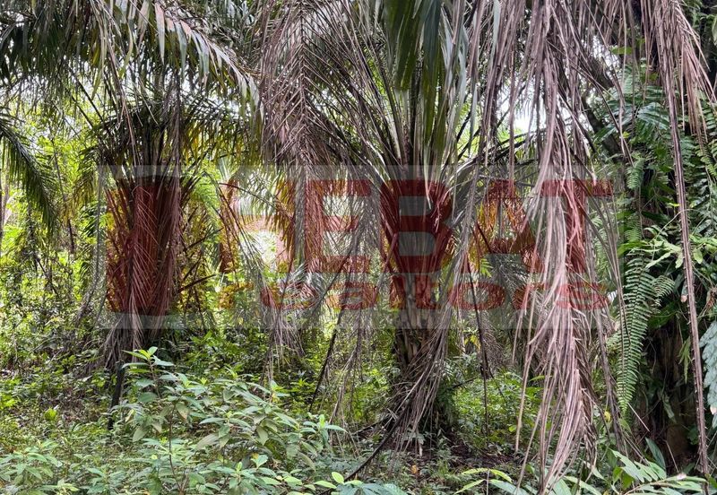 Tanah sawit murah seberang temerloh