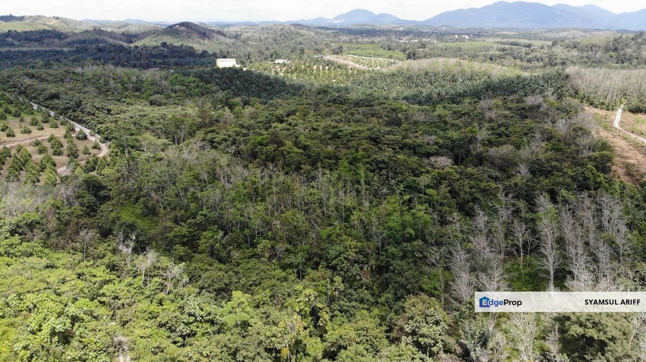 Tanah Sawit matang simpang Pelangai, Pahang, Bentong