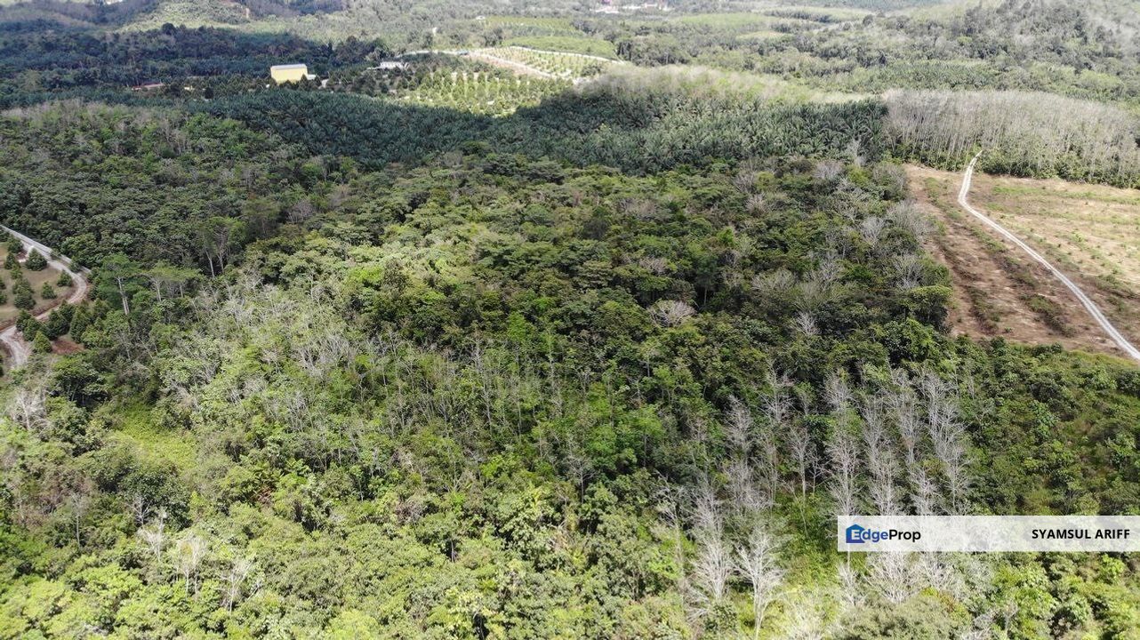Tanah Sawit matang simpang Pelangai, Pahang, Bentong