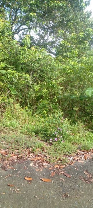 Tanah lot rumah banglo di bukit serdang rompin, Pahang, Rompin District