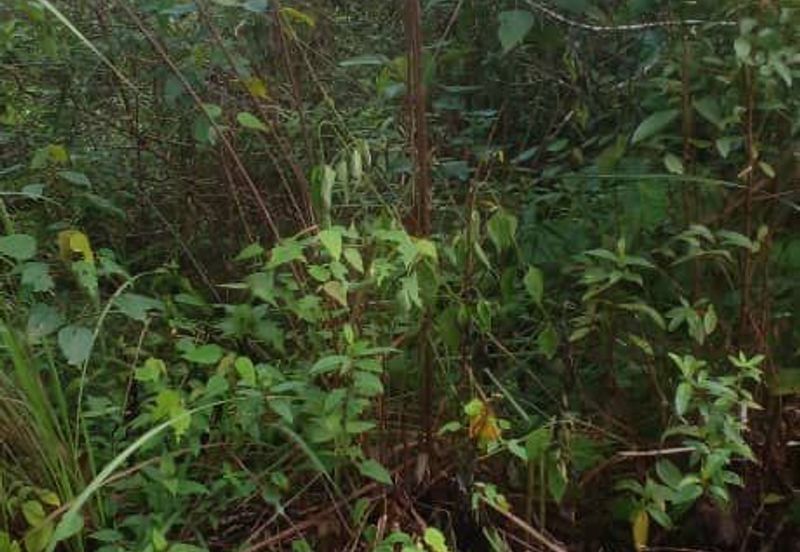 Tanah lot rumah banglo di bukit serdang rompin