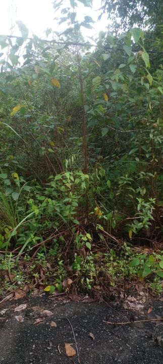 Tanah lot rumah banglo di bukit serdang rompin, Pahang, Rompin District