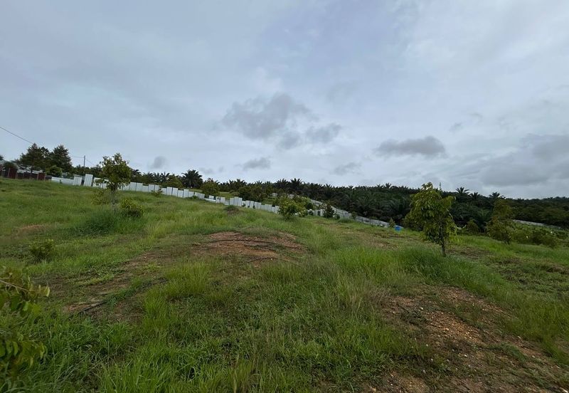 Kebun Durian siap kolam ikan cerun bukit di Bera