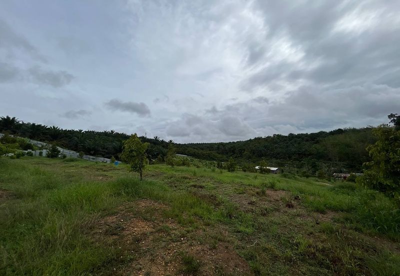 Kebun Durian siap kolam ikan cerun bukit di Bera