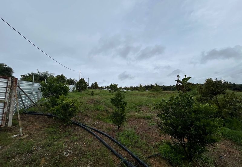 Kebun Durian siap kolam ikan cerun bukit di Bera
