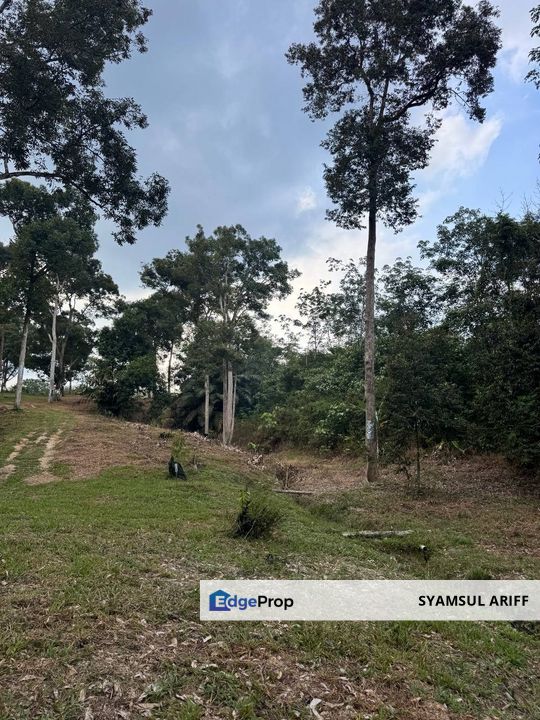 Kebun Durian matang kawasan bukit Karak Roi tinggi, Pahang, Karak