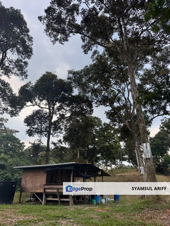 Kebun Durian matang kawasan bukit Karak Roi tinggi, Pahang, Karak