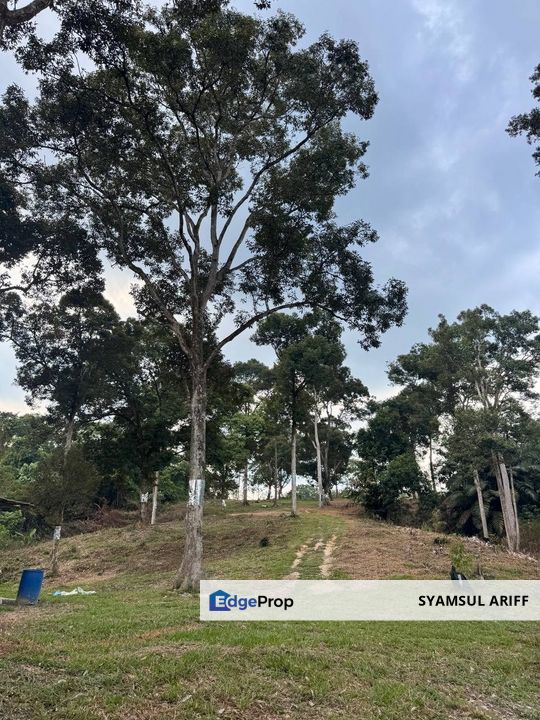 Kebun Durian matang kawasan bukit Karak Roi tinggi, Pahang, Karak