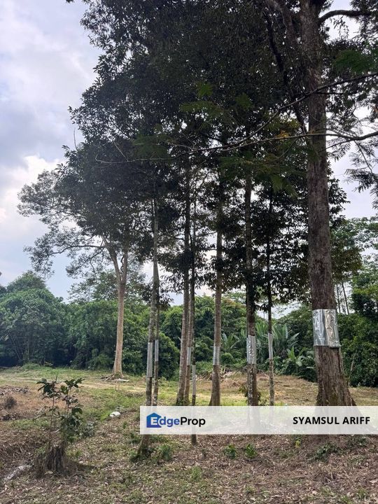 Kebun Durian matang kawasan bukit Karak Roi tinggi, Pahang, Karak
