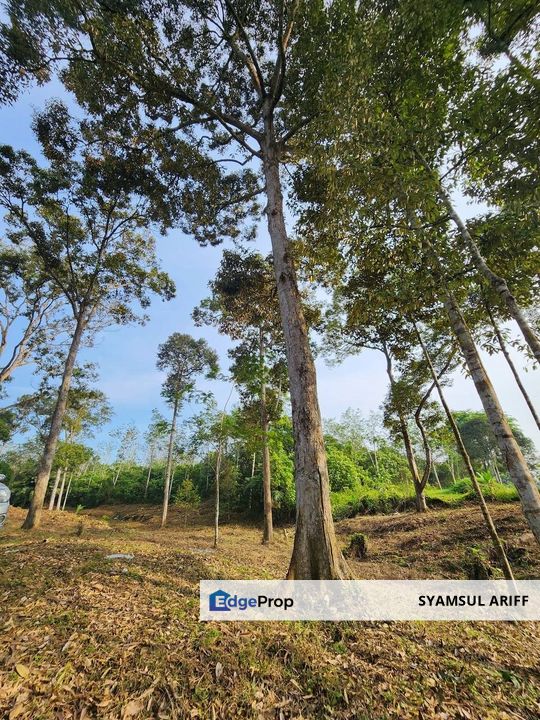 Kebun Durian matang kawasan bukit Karak Roi tinggi, Pahang, Karak