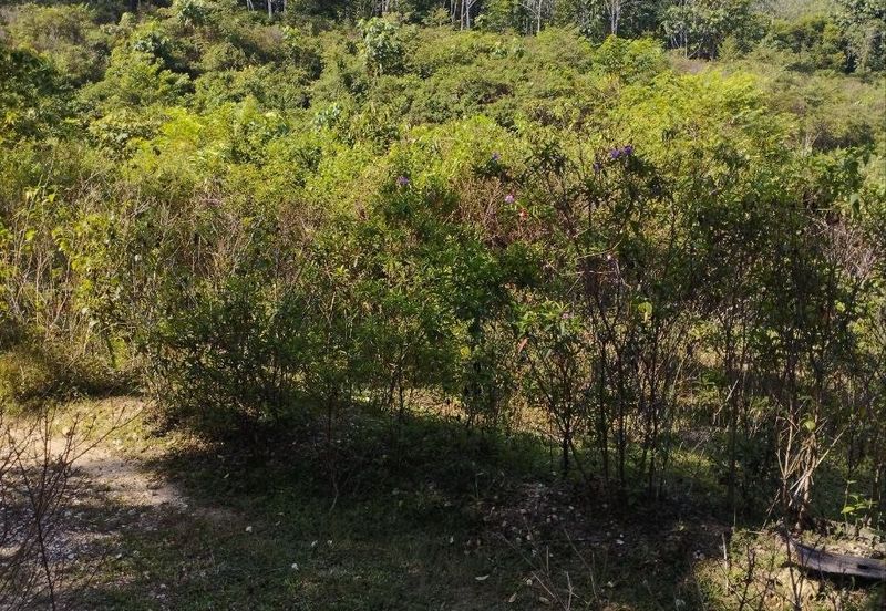 Tanah Kosong Mukim Semantan Temerloh