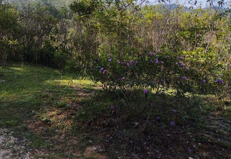 Tanah Kosong Mukim Semantan Temerloh
