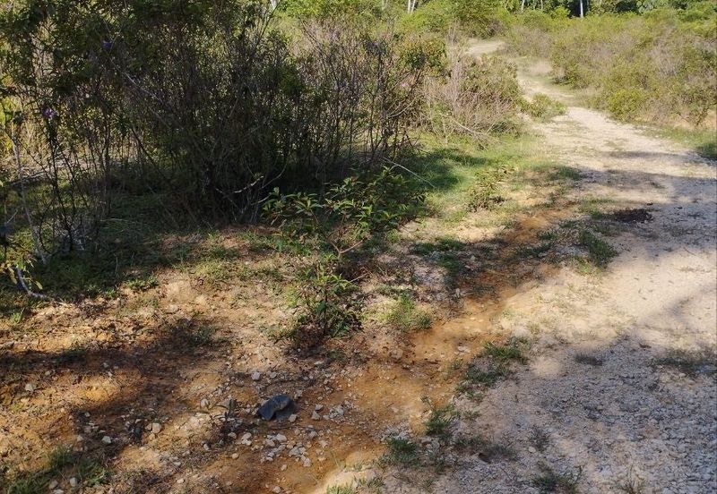 Tanah Kosong Mukim Semantan Temerloh