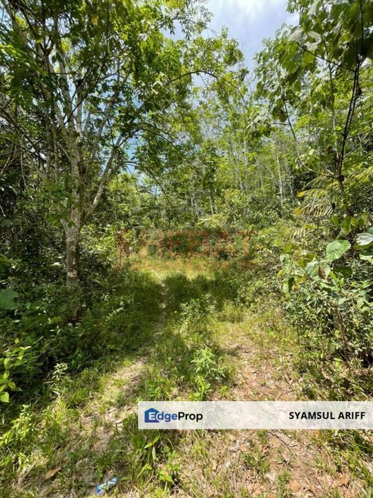 Tanah Kebun Di Padang Golf Bera Belengu Untuk Dijual, Pahang, Bera