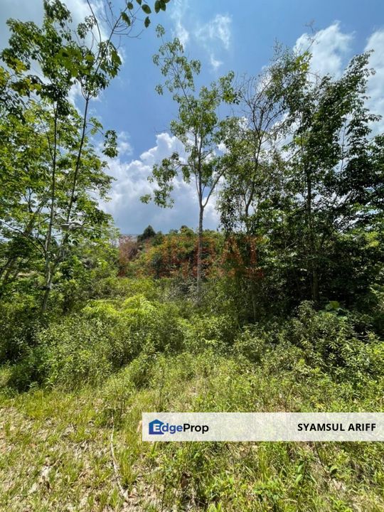 Tanah Kebun Di Padang Golf Bera Belengu Untuk Dijual, Pahang, Bera