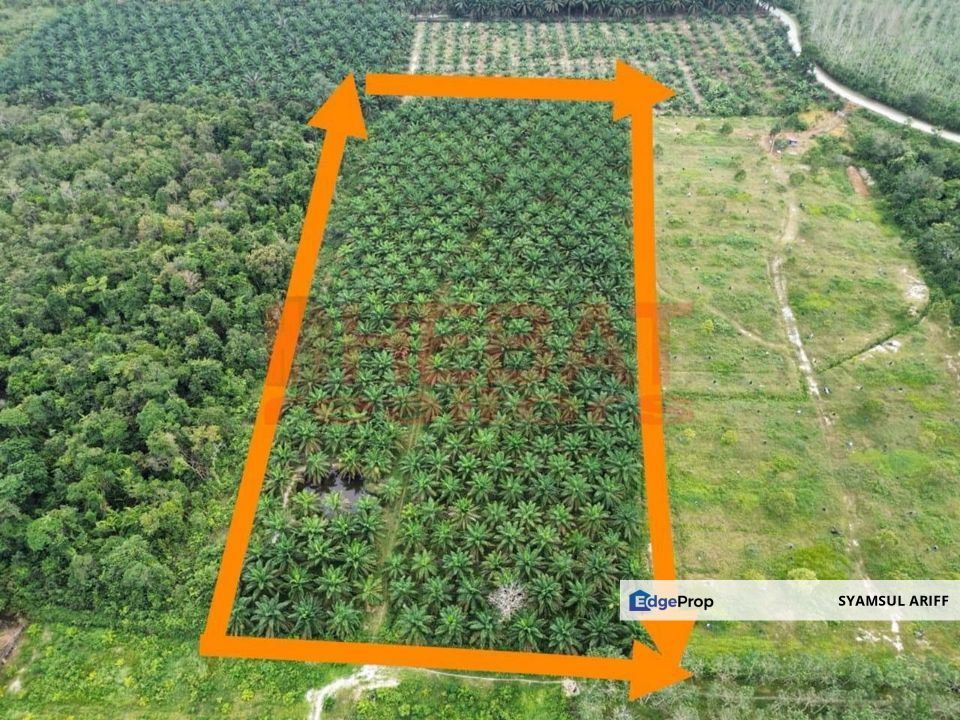 Tanah Sawit Simpang Pelangai Bentong untuk Dijual, Pahang, Bentong