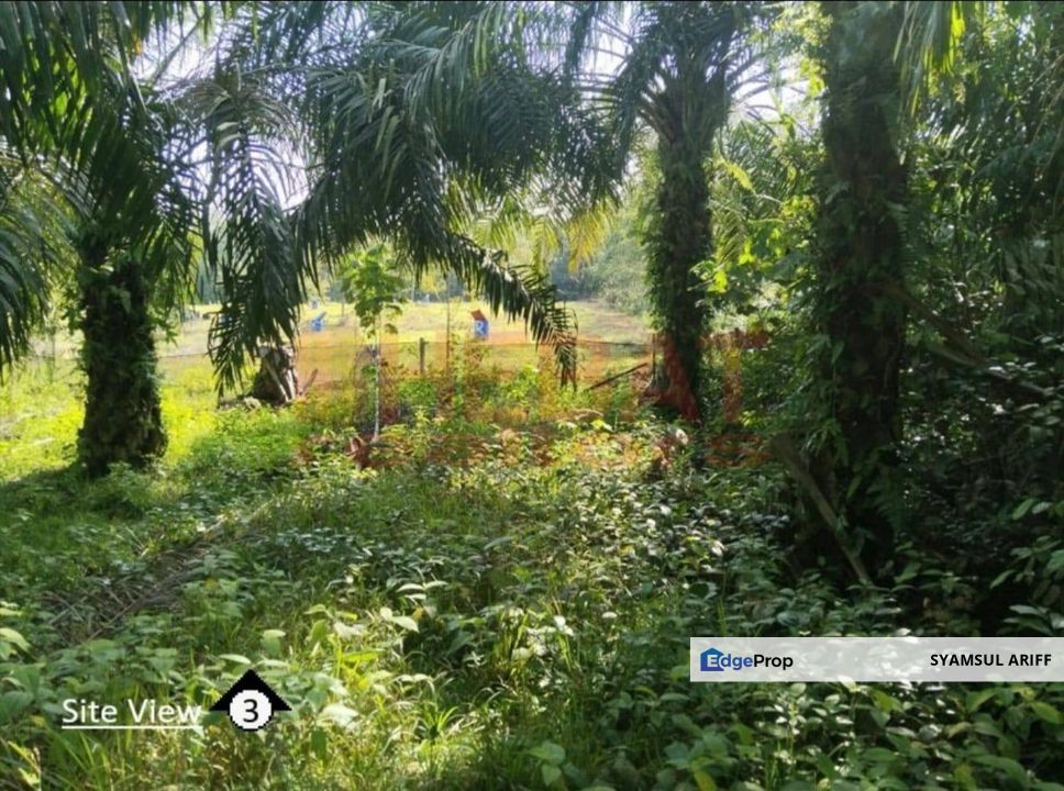 Tanah Sawit Simpang Pelangai Bentong untuk Dijual, Pahang, Bentong