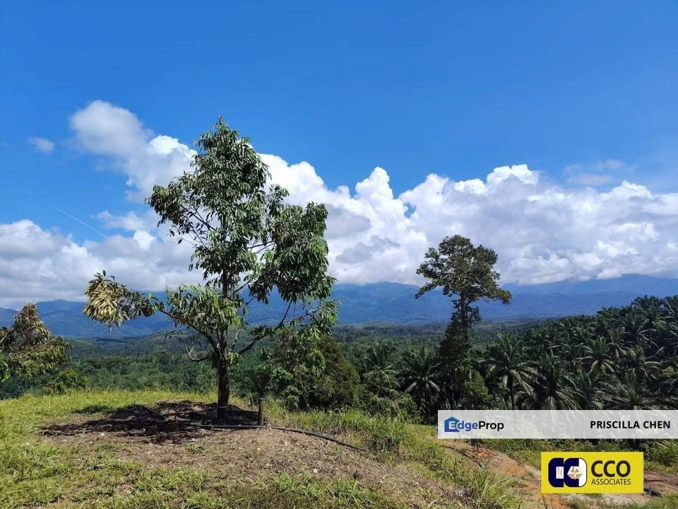 [For Sale]Sungai Siput Durian Farm 10ekar , Perak, Kuala Kangsar