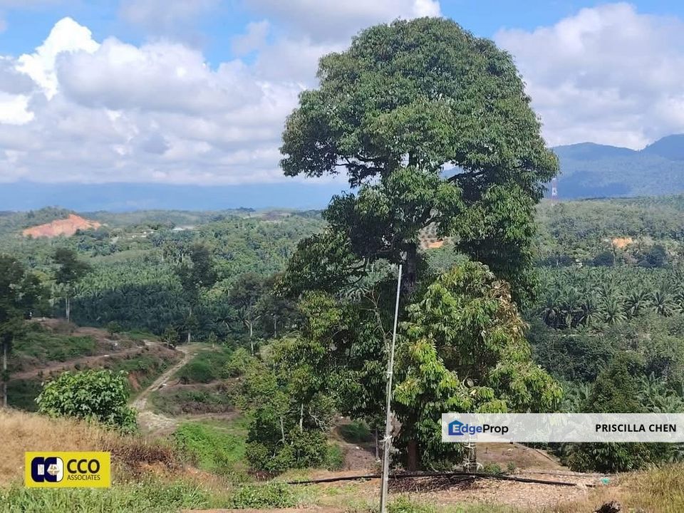 [For Sale]Sungai Siput Durian Farm 10ekar , Perak, Kuala Kangsar