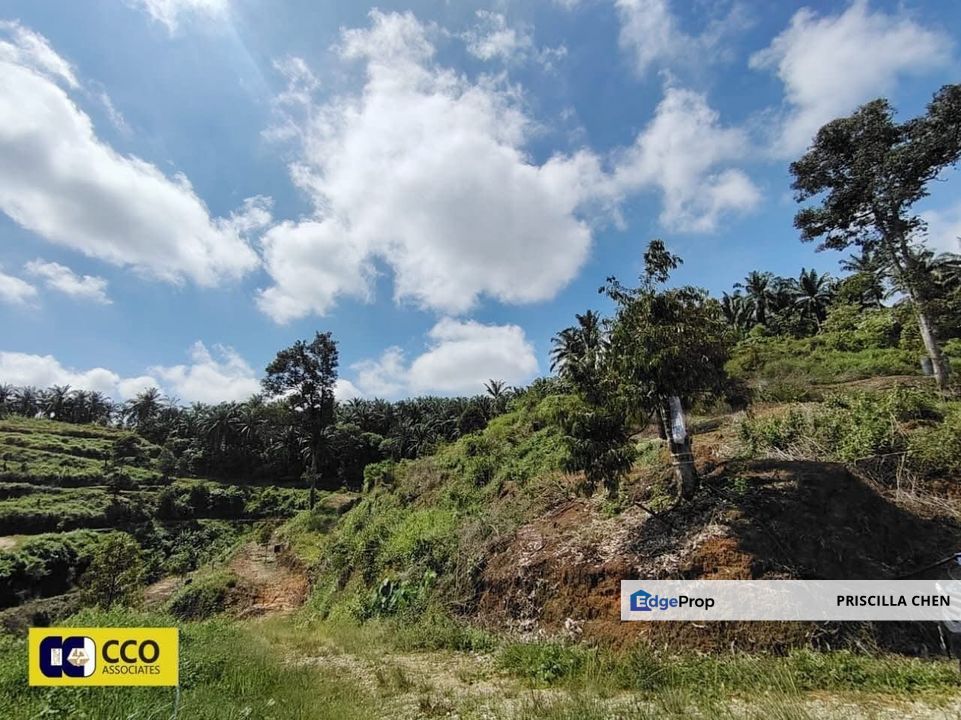 [For Sale]Sungai Siput Durian Farm 10ekar , Perak, Kuala Kangsar