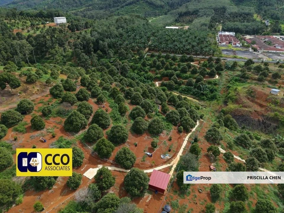 [For Sale]Musang King Durian Farm Kuala Kangsar, Perak, Kuala Kangsar